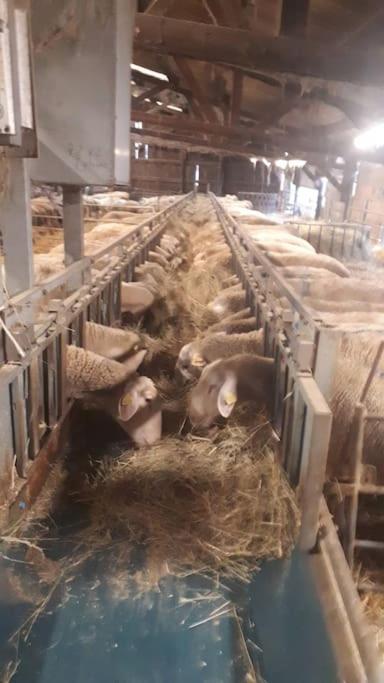 Gite A La Ferme, Avec Animaux, Fromages Et Nature Neuville-les-Decize Exterior foto